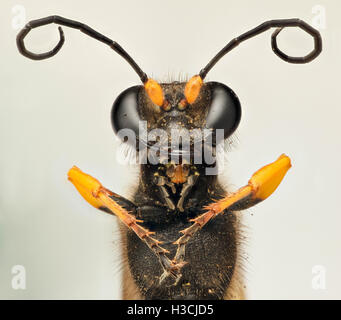 Extreme closeup of a Wasp meditating Stock Photo