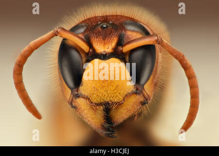 Extreme sharp closeup of wasp head Stock Photo