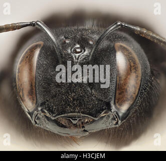 Black wasp macro head shot Stock Photo