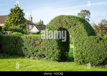 Privet hedge with arch linking two parts of a garden Stock Photo
