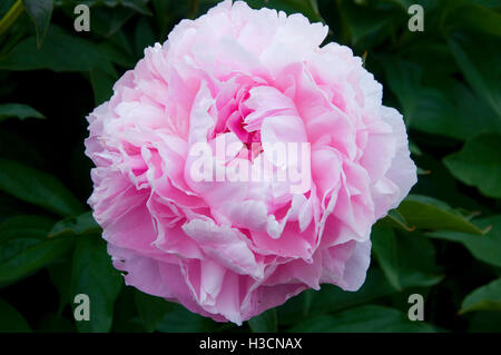 Dresden Pink peony, Adelman Peony Garden, Brooks, Oregon Stock Photo