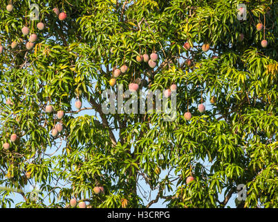 South Florida mango tree full of ripe mangos. (USA) Stock Photo