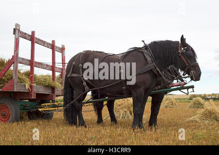 Percheron horse team being used to collect oat stooks by the traditional method on a farm field in Alberta, Canada Stock Photo