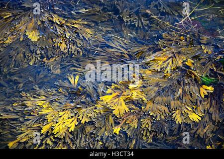 Seaweed floating in calm seawater, Swanage, Dorset, England, UK, Western Europe. Stock Photo