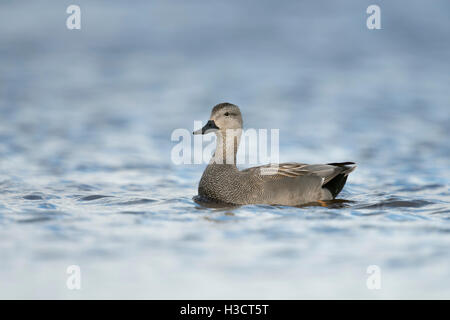 Gadwall Duck / Schnatterente ( Anas strepera ) male, drake in breeding dress, performing courtship behavior. Stock Photo