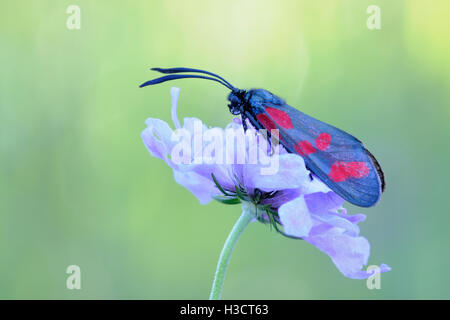 Six-spot Burnet ( Zygaena filipendulae ) resting on flowering scabious, typical behavior, detailed side view. Stock Photo