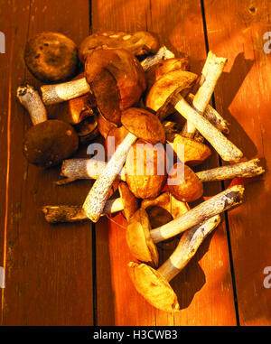 Fresh nice mushrooms collected in forest at day on brown wooden desk Stock Photo