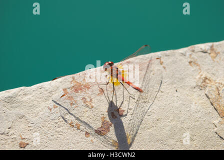 A red dragonfly standing on the stone edge of a swimming pool in Northern Cyprus. Stock Photo