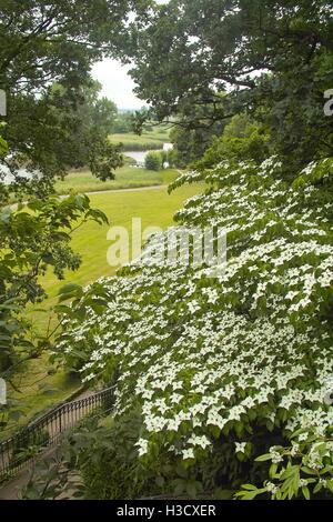 White flowers of dogwood, dog wood, Blumenhartriegel, Blütenhartriegel (Cornus cousa). Usable for backgrounds, wallpapers, wedding cards Stock Photo