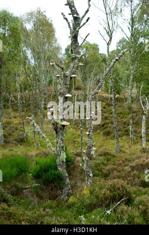 Bracket Fungi growing on rotting  birch trees Muir of Dinnet National Nature Reserve near Ballater Aberdeenshire  Scotland Stock Photo