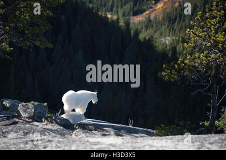 Mountain goats on rock against forest Stock Photo