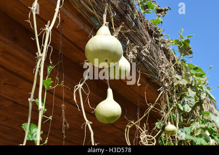 The fruits of bottle gourd. Growing tropical pumpkin. Pumpkin in bottle form, an ornamental plant. Stock Photo