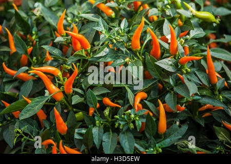 Small orange chili peppers Stock Photo