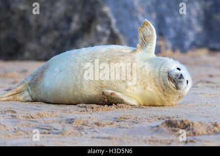 A Grey seal pup rests on a beach, North Sea coast, Norfolk, England Stock Photo