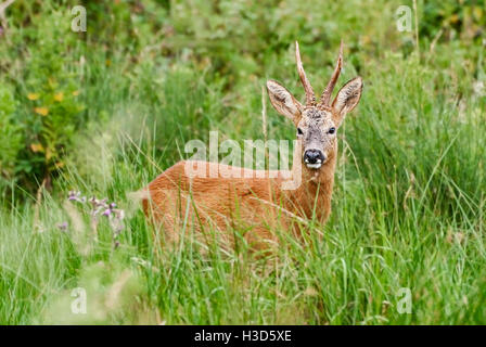 Territorial buck feeding in rough grassland during the Roe deer annual rut, Norfolk, England Stock Photo