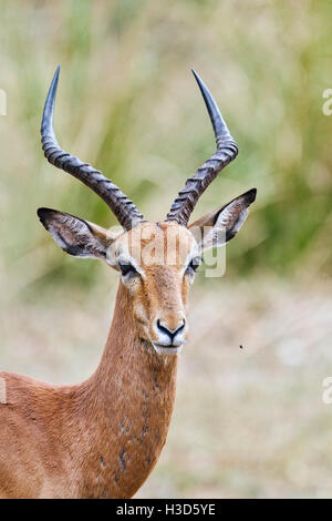 Impala impala lyre horns, African black-footed antelope. Kruger National park ...