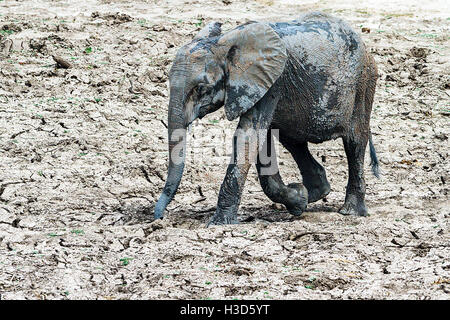 An African Elephant calf walks across drought stricken land, Hwange National Park, Zimbabwe Stock Photo