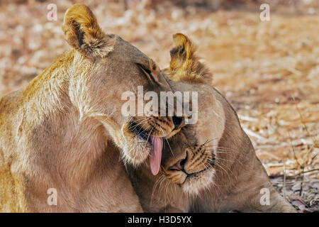 Captive lionesses with consummatory facial expressions grooming each other, Zambia