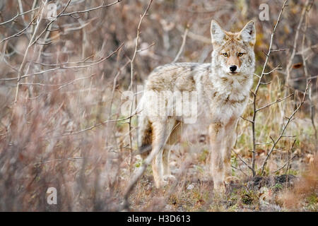 A lone Northern Coyote (Canis latrans incolatus) watches curiously from the cover of the Alaskan bush  I spent a while photogra Stock Photo