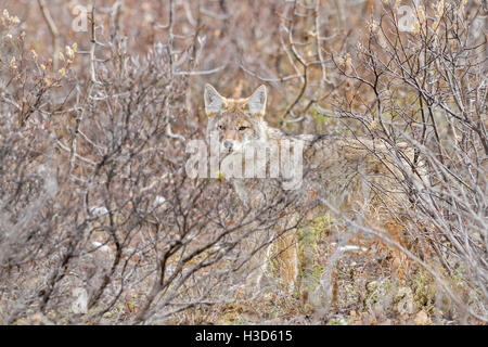 A lone Northern Coyote (Canis latrans incolatus) watches curiously from the cover of the Alaskan bush Stock Photo