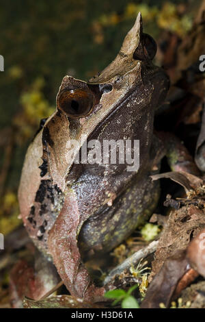 Malayan Horned Frog well camouflaged in leaf litter of the tropical rainforest of Malyasia Stock Photo