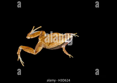 A Dark Sided Chorus Frog (Microhyla heymonsi) floats in a disused swimming pool in the middle of a forest in Vietnam Stock Photo