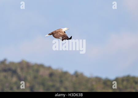 Adult White-bellied Sea Eagle flying over tropical mangrove forest on the island of Langkawi, Malaysia Stock Photo