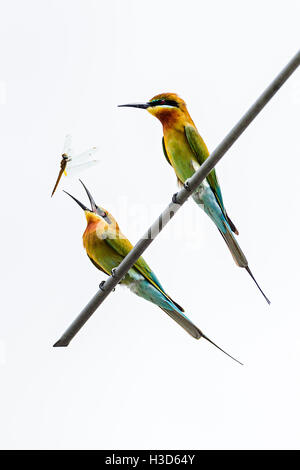 A pair of Blue-tailed bee-eaters engage in courtship behaviour on a rooftop antenna in urban Singapore Stock Photo