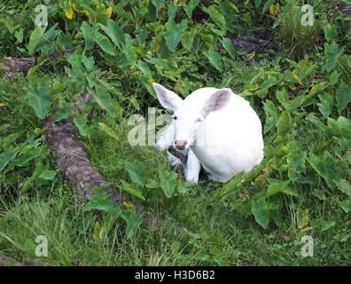 rate white deer laying down in a wooded area Stock Photo
