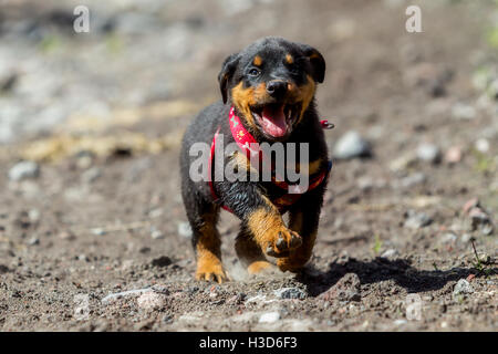 One Month Puppy Rottweiler Running In Nature Stock Photo