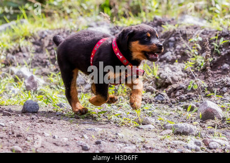 Happy One Month Puppy Rottweiler Running In Nature Stock Photo