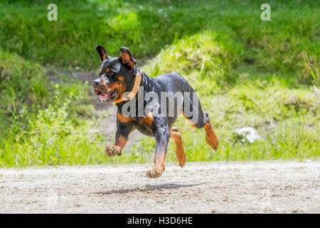 Funny Young Rottweiler Dog Jumping High Stock Photo