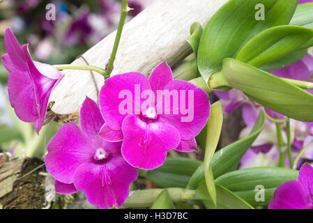 Pink Orchids in Bangkok, Thailand Stock Photo