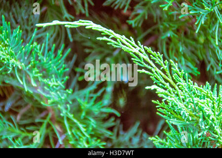 green fir tree or pine branches. Macro shot Stock Photo
