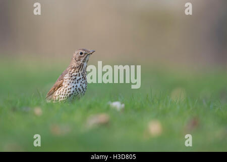 Song Thrush ( Turdus philomelos ) in breeding dress, migratory bird, on the ground, sitting in grass, low point of view. Stock Photo