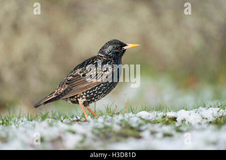 Common Starling / Star ( Sturnus vulgaris ) in breeding dress, on snow covered ground, late onset of winter, April weather. Stock Photo