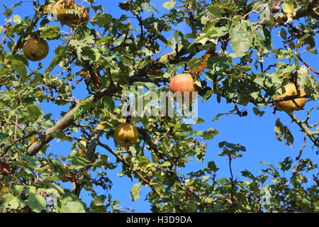 Apples on an apple tree branch against the blue sky. In the Kraichgau region, South Germany, Europe. Stock Photo