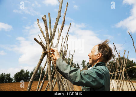 A man tying in poles in a line of bean pole supports. Stock Photo