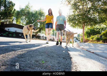 Senior couple wearing shorts walking their dogs along a street in the sunshine. Stock Photo