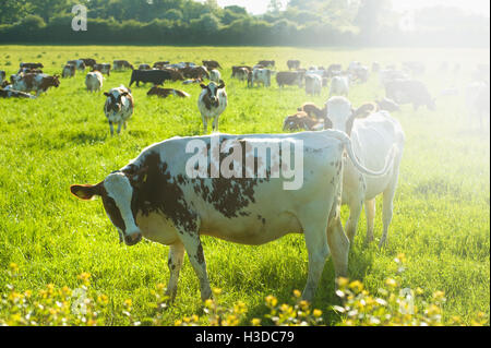 A herd of cows grazing in a field. Stock Photo