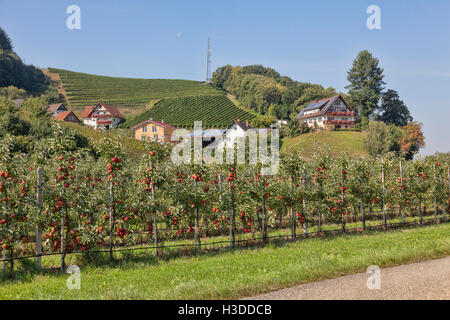 Vineyards and Apple orchards near Markgraf von Baden Schloss or Castle in Southern Germany, Europe,Kinzing Tal, Schwarzwald, Stock Photo