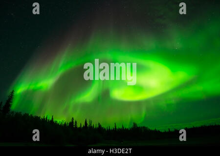 Green Northern Lights - Strong green aurora borealis spreading in starry night sky over a forest. Stock Photo