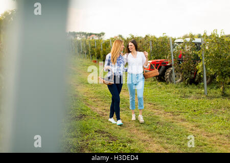 Two girls with basket full of grapes walking in vineyard Stock Photo