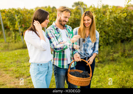 Young people in the vineyard after harvest grapes Stock Photo