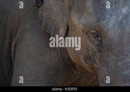 View at elephant eye close up detail Stock Photo