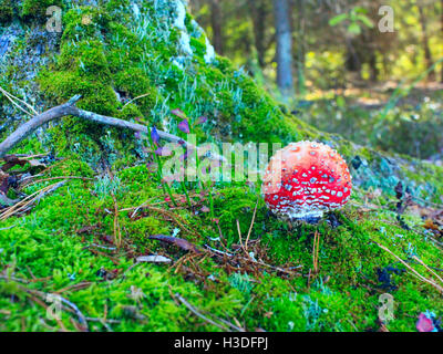 beautiful mushroom of big red fly agaric growing in the green moss near the tree trunk in the forest Stock Photo