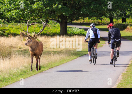 Richmond Park, London, UK, 6th October 2016. A red deer stag with fern on his antlers proudly trots past two cyclists on their bikes. The annual deer rutting and breeding season takes place in autumn, males engage in displays of dominance and rut to compete for females. Credit:  Imageplotter News and Sports/Alamy Live News Stock Photo