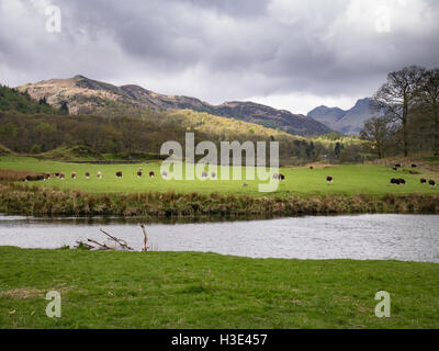 Herdwick sheep stand in a line in the Langdale Valley Stock Photo