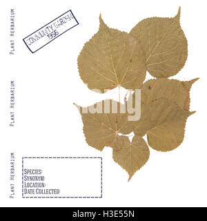 Herbarium of pressed parts of linden tree. Leaves, branch isolated on white Stock Photo