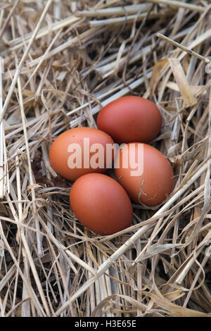 Welsummer eggs Stock Photo
